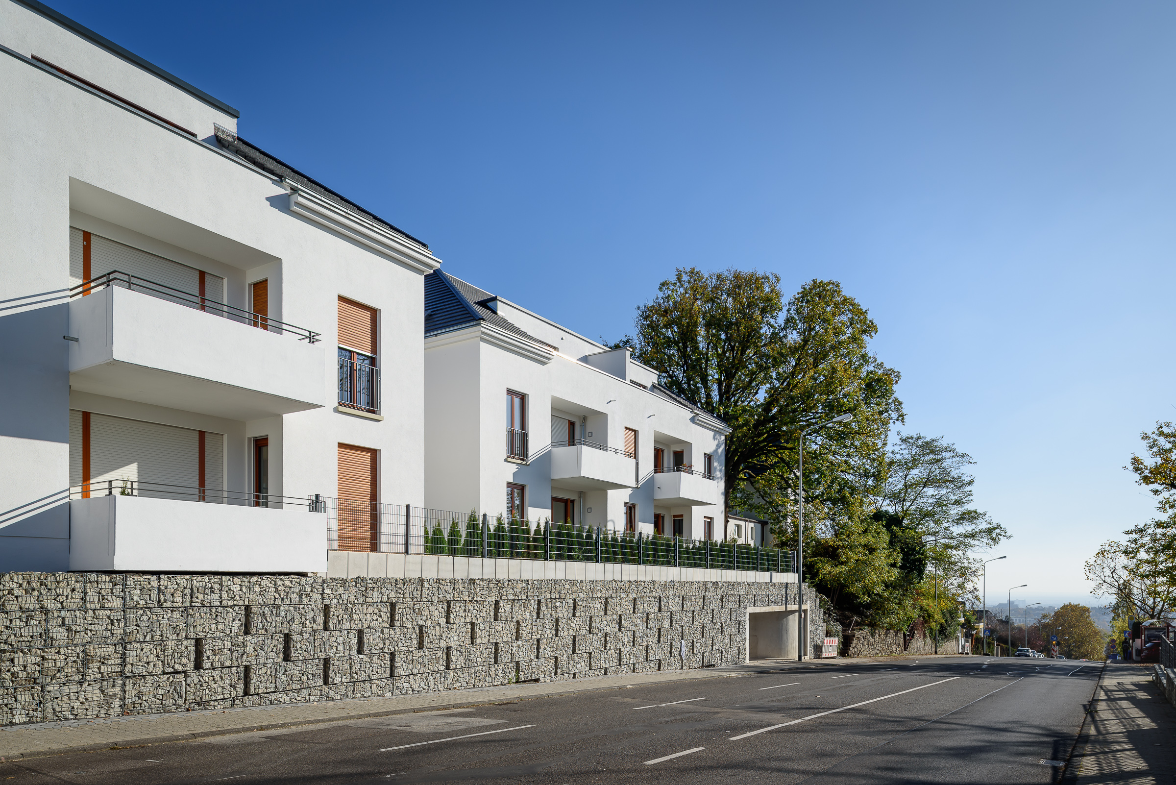 Tilia 3